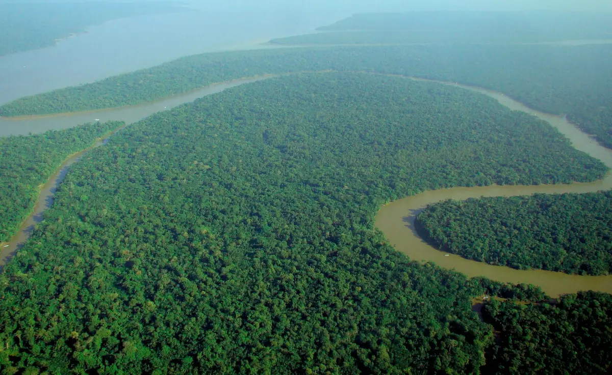 Aerial view of the rainforest and a river bend