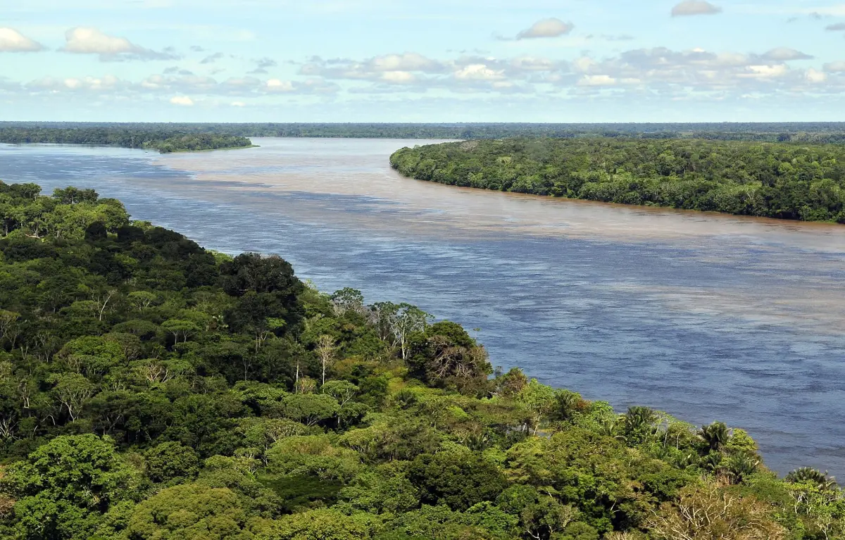 The broad Amazon River flowing past the rainforest