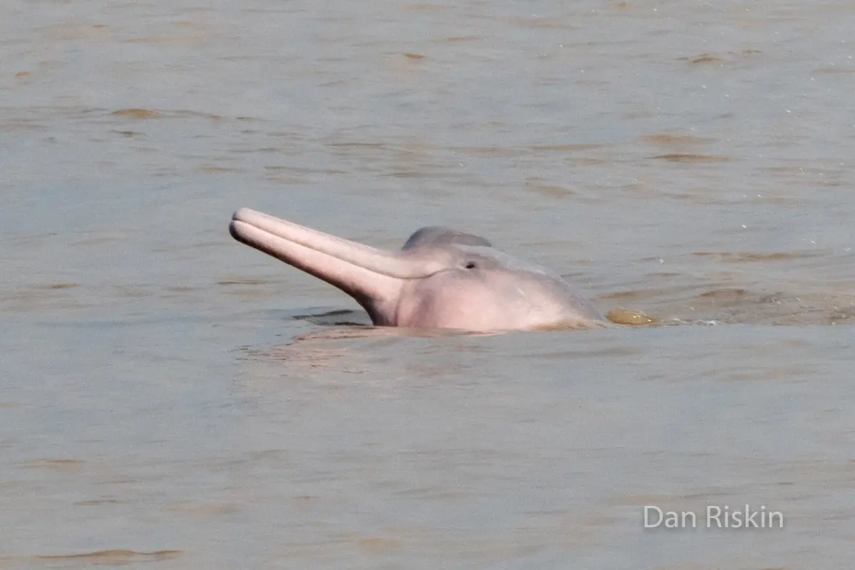 A pink Amazon river dolphin surfacing in brown water