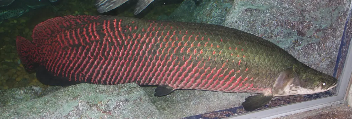 An arapaima, one of the largest freshwater fish