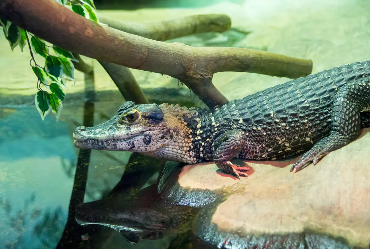 A black caiman