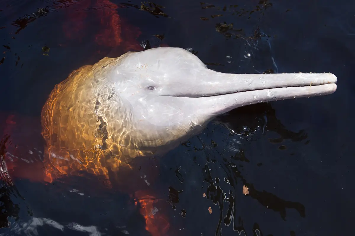 The head of a boto, the pink river dolphin