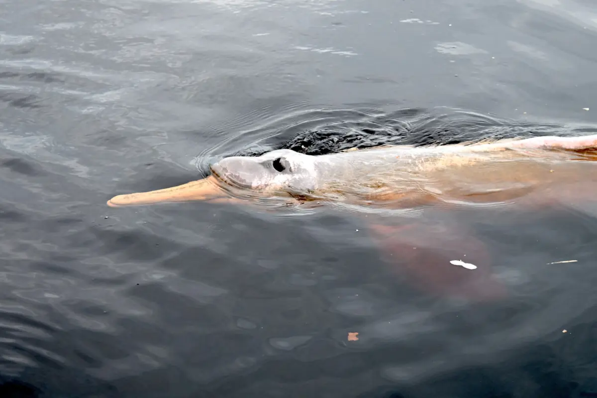A boto swimming just below the surface