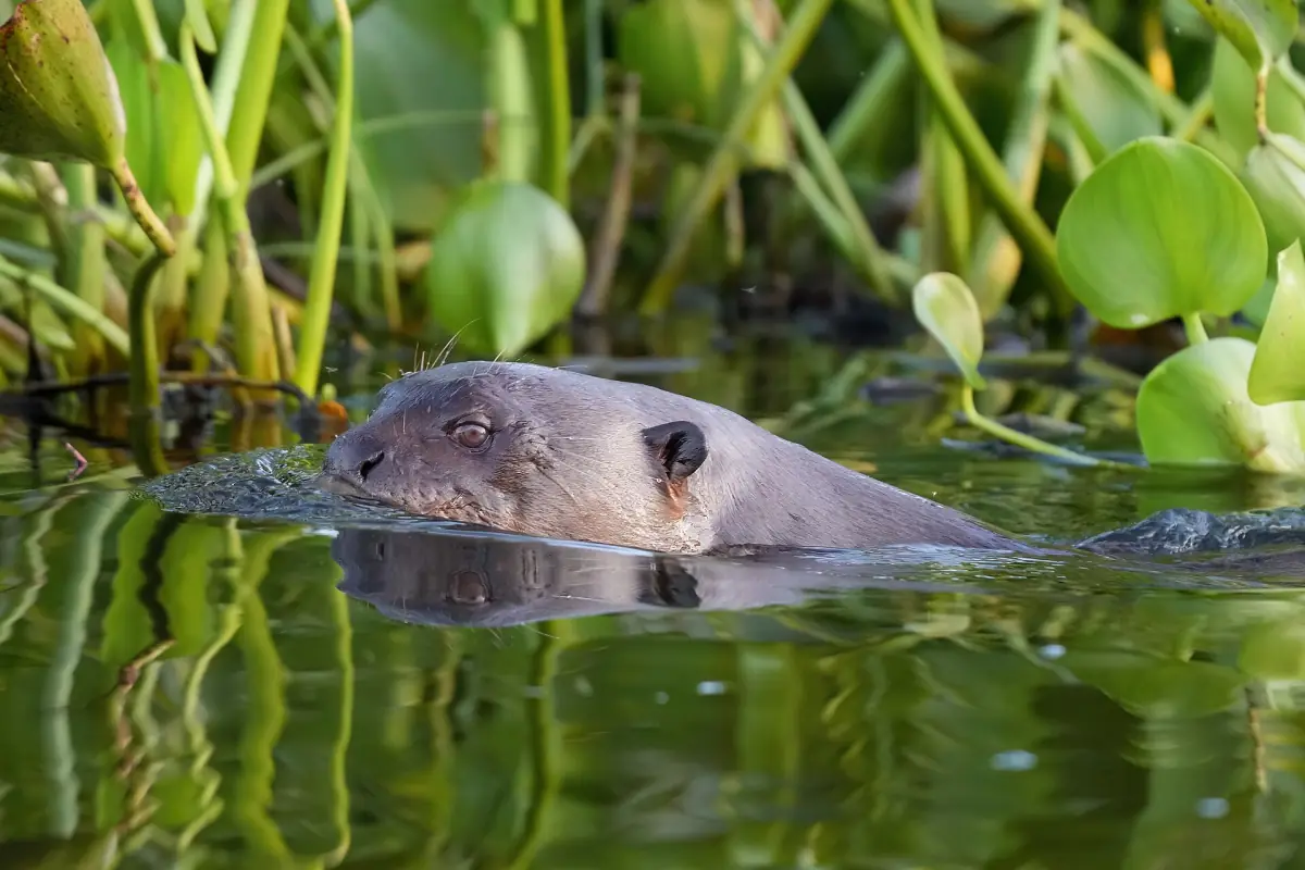 A giant otter swimming among water plants