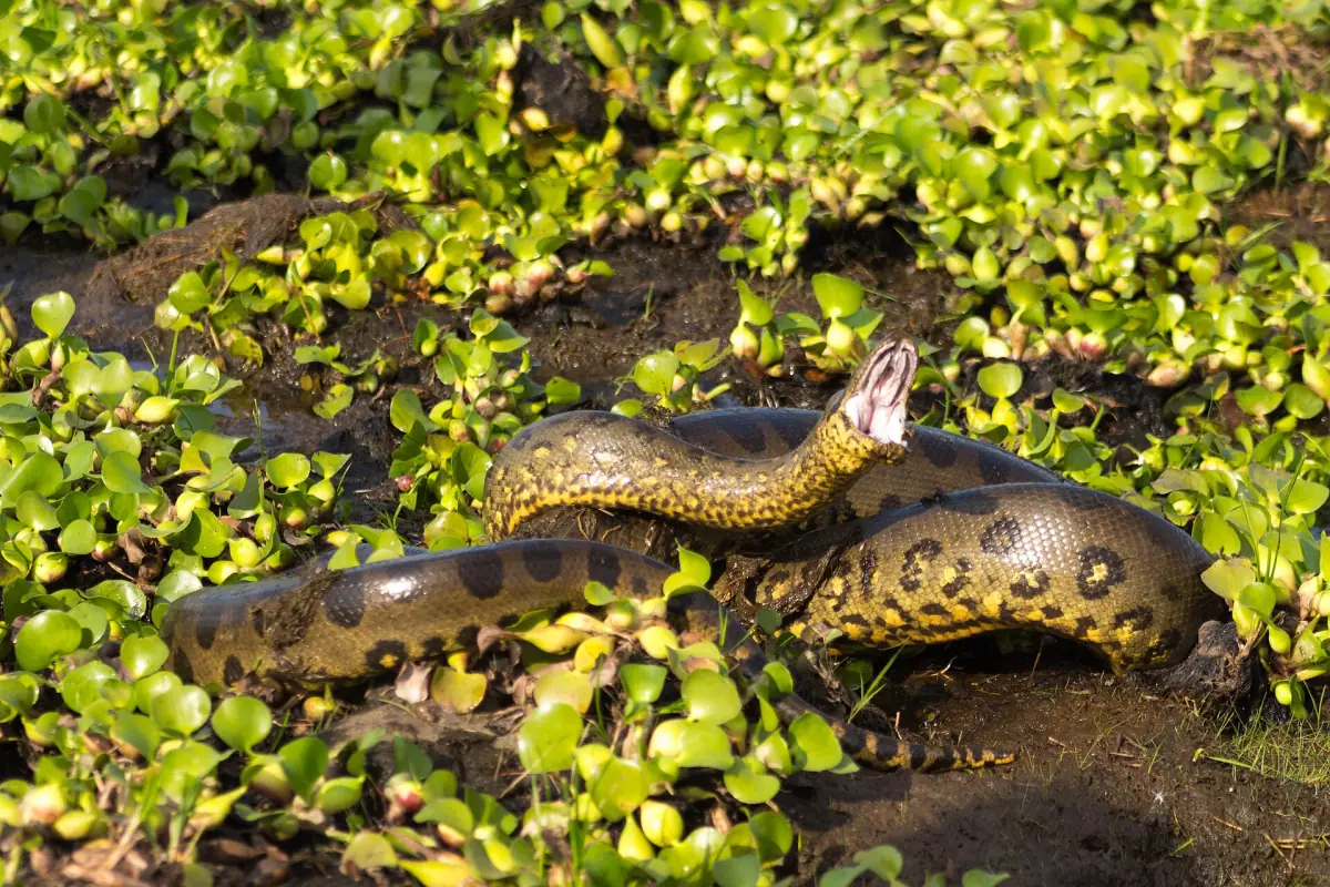 A green anaconda among water plants