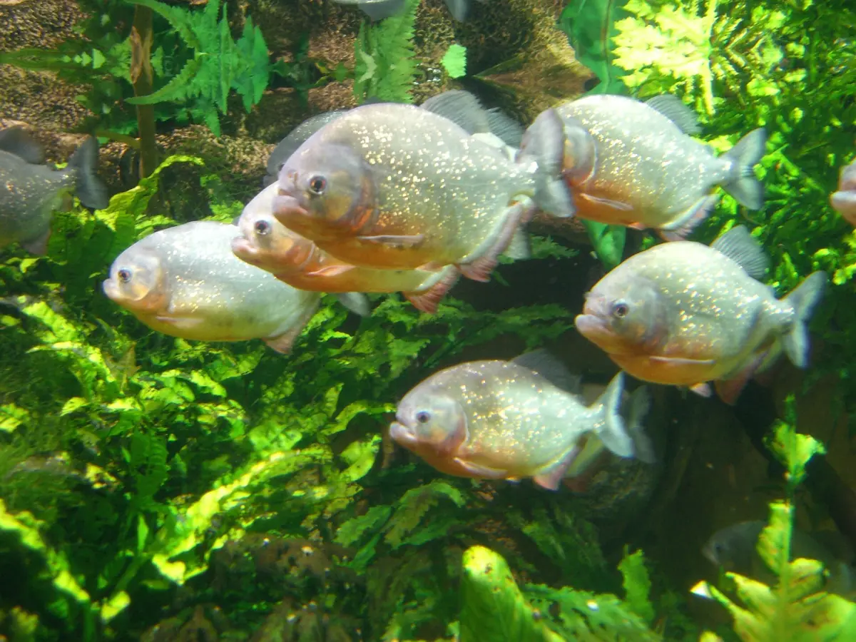 A group of piranhas
