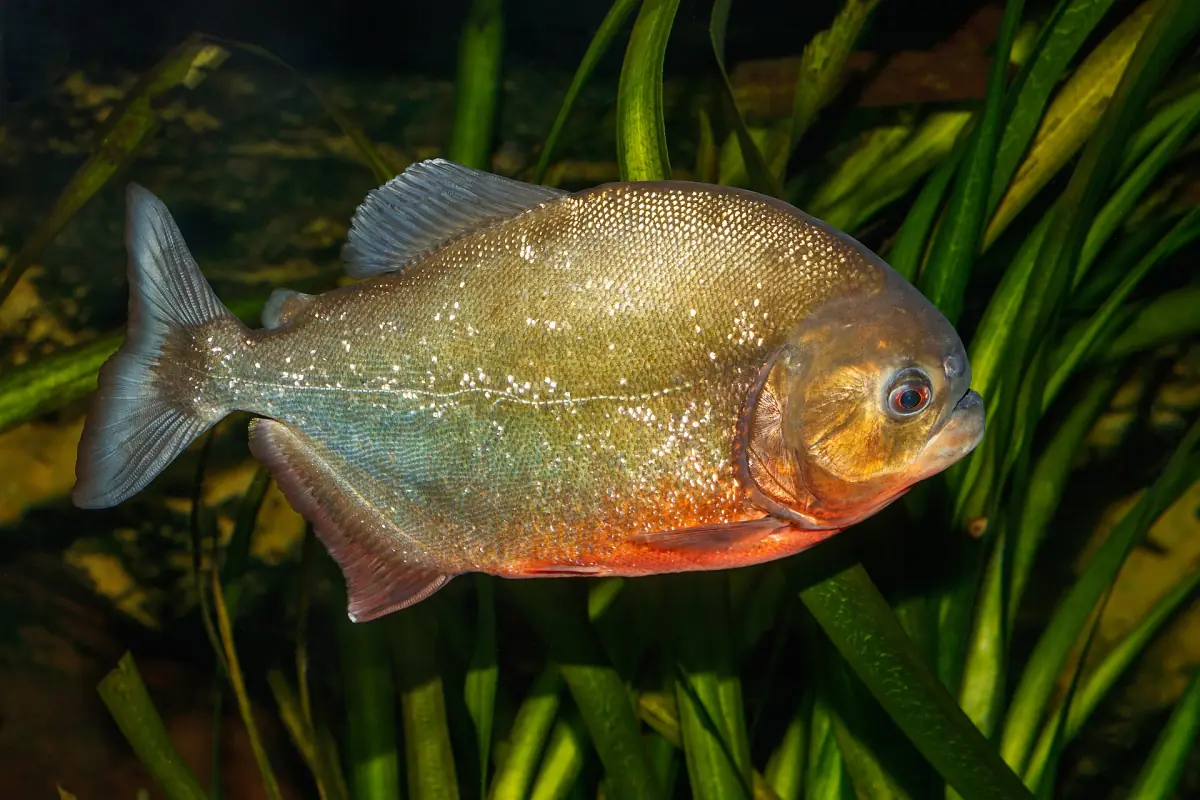 A red-bellied piranha